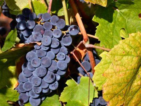 Conheça a Festa do Vinho de Catas Altas